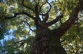 Cinnamomum camphora tree in the Imperial Palace garden. Tokyo. Japan Royalty Free Stock Photo