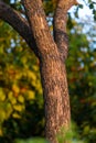 Cinnamomum camphora tree trunk with textured bark. High-resolution image suitable for nature backgrounds