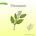Cinnamomum verum, spice