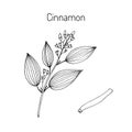 Cinnamomum verum, spice