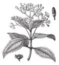 Cinnamomum verum or True cinnamon vintage engraving Royalty Free Stock Photo