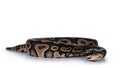 Cinnamon Ballpython snake on white