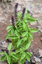 Cinnamon Basil