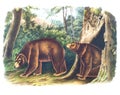 Cinnamon Bear illustration