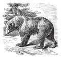 Cinnamon Bear Ursus occidentalis, vintage engraving