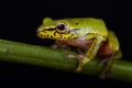 Cinnamon-bellied reed frog Hyperolius cinnamomeoventris Royalty Free Stock Photo