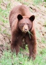 Cinnamon Black Bear Royalty Free Stock Photo