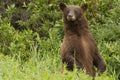 Cinnamon Black bear on the ALCAN Highway Royalty Free Stock Photo