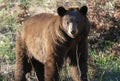Cinnamon Black Bear Royalty Free Stock Photo
