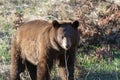 Cinnamon Black Bear