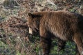 Cinnamon Black Bear Royalty Free Stock Photo