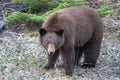 Cinnamon Black Bear Royalty Free Stock Photo