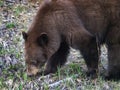 Cinnamon Black Bear Royalty Free Stock Photo