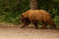 Cinnamon Black Bear Profile As it Wanders Through Picnic Area Royalty Free Stock Photo