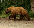 Cinnamon Black Bear Profile While Walking Royalty Free Stock Photo