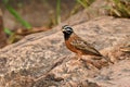 Cinnamon breasted bunting