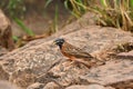 Cinnamon breasted bunting