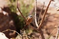 Cinnamon-breasted Bunting Emberiza tahapisi