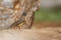 Cinnamon breasted Bunting in Kruger National park, South Africa Royalty Free Stock Photo