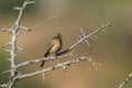 Cinnamon-breasted Bunting in Kruger National park, South Africa Royalty Free Stock Photo