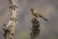 Cinnamon breasted Bunting in Kruger National park, South Africa Royalty Free Stock Photo