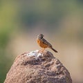 Cinnamon-breasted Bunting Royalty Free Stock Photo