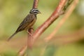 Cinnamon-breasted Bunting portrait Royalty Free Stock Photo