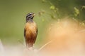 Cinnamon breasted Bunting in Kruger National park, South Africa Royalty Free Stock Photo