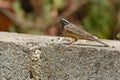 Cinnamon-breasted Bunting on a wall Royalty Free Stock Photo