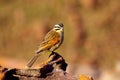 Southern african birds