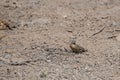 Cinnamon-breasted Bunting (Emberiza tahapisi) in Africa