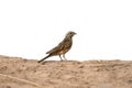 Cinnamon-breasted rock-bunting, Emberiza tahapisi