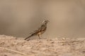 Cinnamon-breasted rock-bunting, Emberiza tahapisi