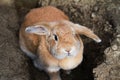 Cinnamon brown bunny rabbit with floppy ears