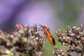 Cinnamon Bug (Corizus hyoscyami) Royalty Free Stock Photo