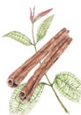 Cinnamon Cinnamomum verum plant with dried bark strips