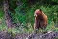 Cinnamon color Black bear,Yellowstone National Park, WY