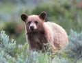 Cinnamon colored American Black Bear Yearling Cub (Ursus americanus)