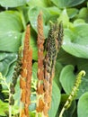 Cinnamon Fern Royalty Free Stock Photo