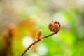 A Cinnamon fern forming a fiddlehead of a new frond Royalty Free Stock Photo