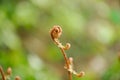 A Cinnamon fern frond forming on a spring morning Royalty Free Stock Photo