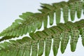 Closeup of Cinnamon fern fronds showing the Sori Royalty Free Stock Photo