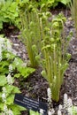 Cinnamon Fern Osmunda cinnamomea Royalty Free Stock Photo