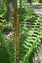 Cinnamon Fern Royalty Free Stock Photo