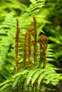 Cinnamon fern at Risley Reservoir in Vernon, Connecticut Royalty Free Stock Photo