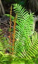 Cinnamon fern unfurling in Goethe state forest Royalty Free Stock Photo