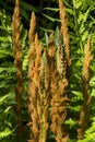 Cinnamon fern in wetlands at White Memorial, Litchfield, Connect Royalty Free Stock Photo