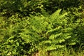 Cinnamon Fern   701431 Royalty Free Stock Photo