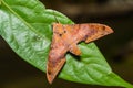 Cinnamon gliding hawkmoth on green leaf