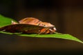 Cinnamon gliding hawkmoth on green leaf